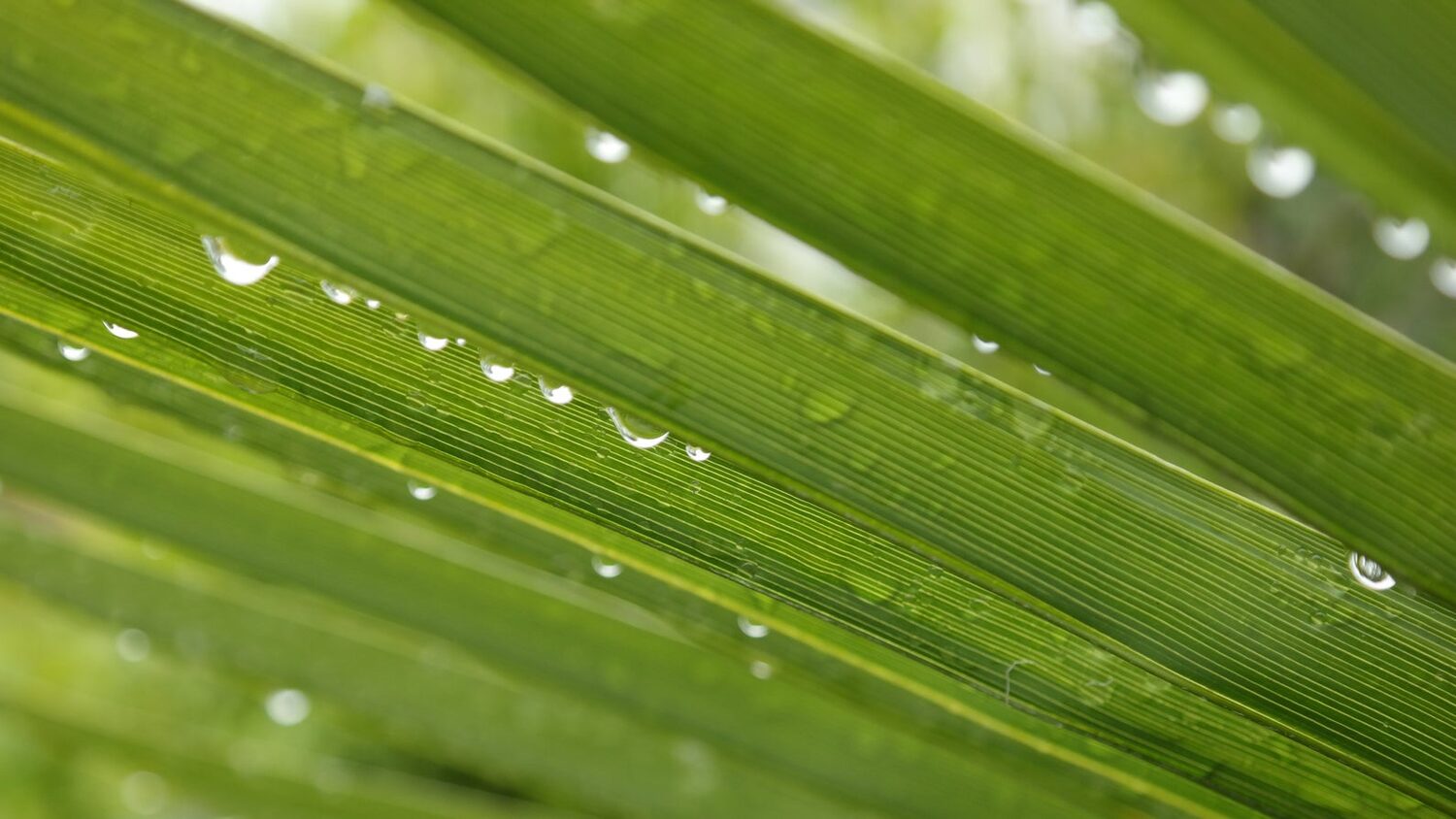Trachycarpus fortunei 'Naini Tal' - Chusan Palm - Image 3