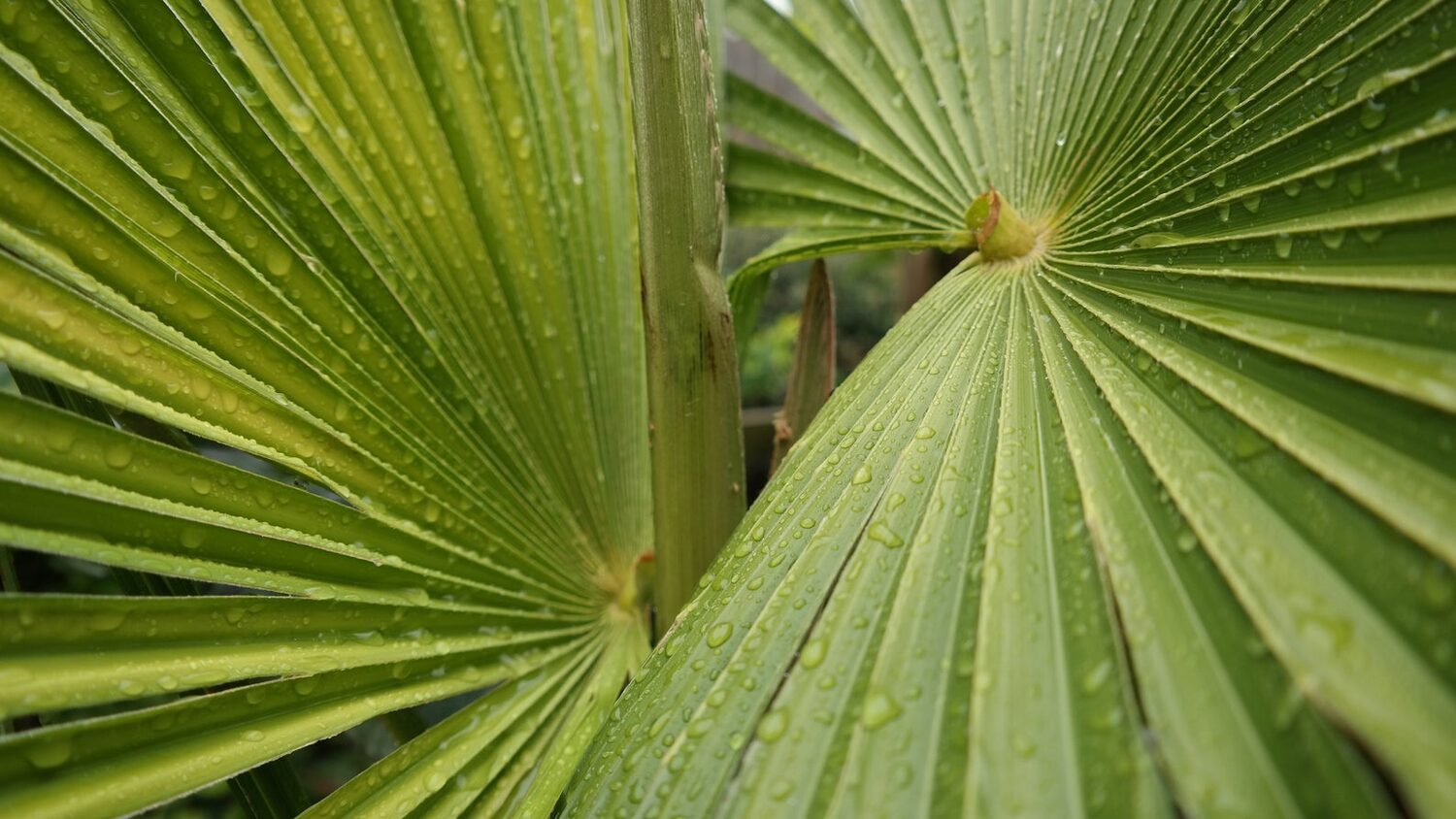 Trachycarpus fortunei 'Naini Tal' - Chusan Palm - Image 5