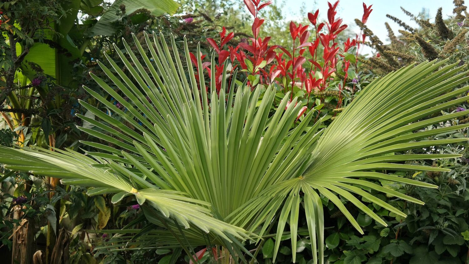 Trachycarpus fortunei 'Naini Tal' - Chusan Palm - Image 6