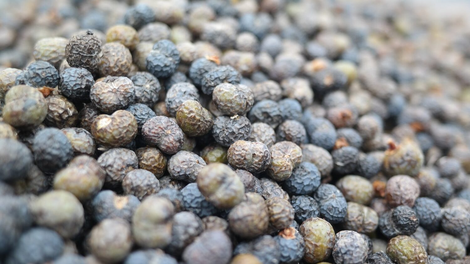 Trachycarpus fortunei 'Naini Tal' - Chusan Palm - Image 7