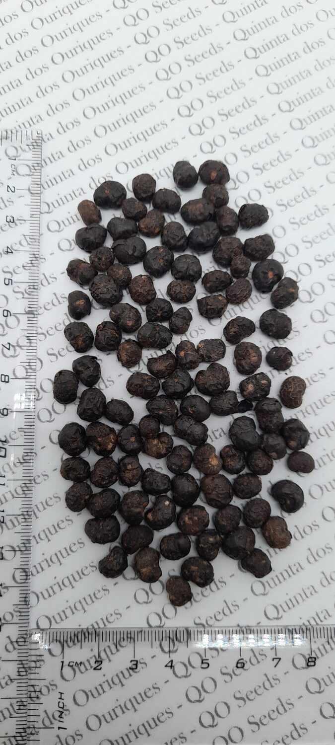 Trachycarpus fortunei 'Naini Tal' - Chusan Palm - Image 8