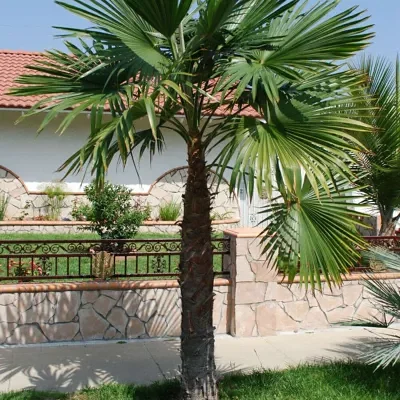 Trachycarpus latisectus - Windamere Palm