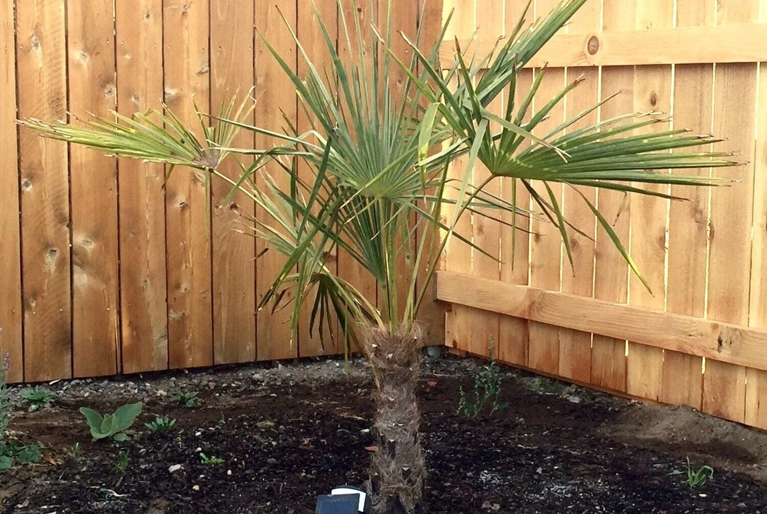 Trachycarpus latisectus - Windamere Palm - Image 3