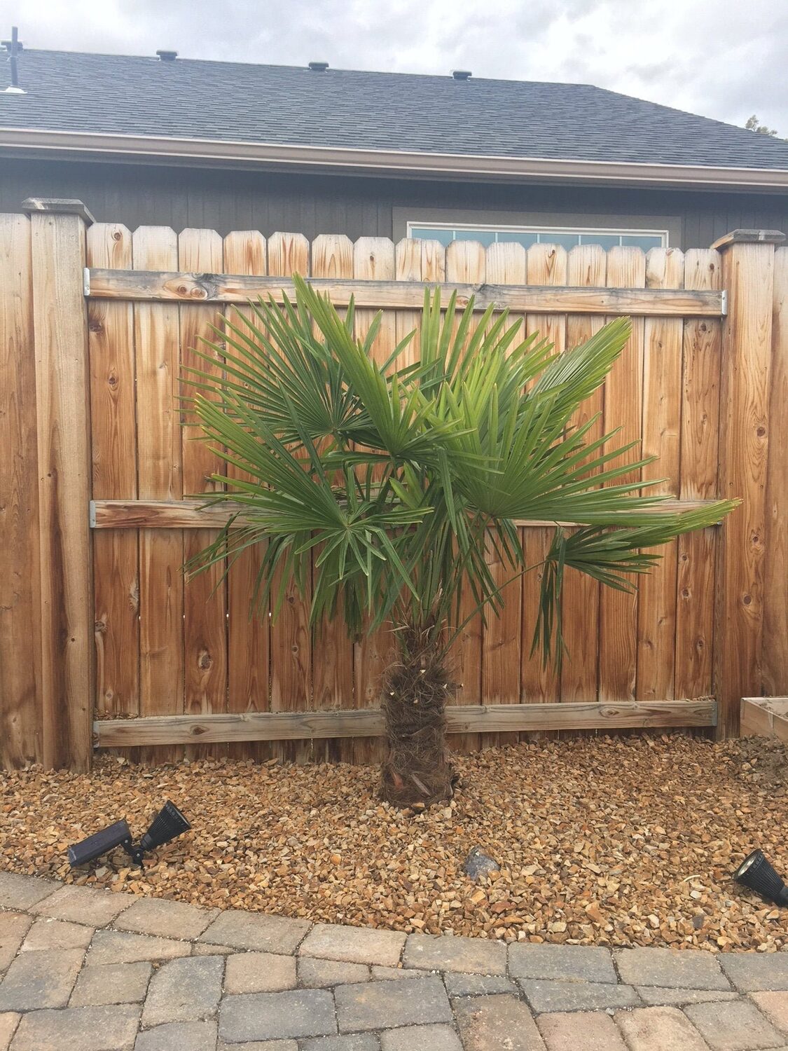 Trachycarpus latisectus - Windamere Palm - Image 4