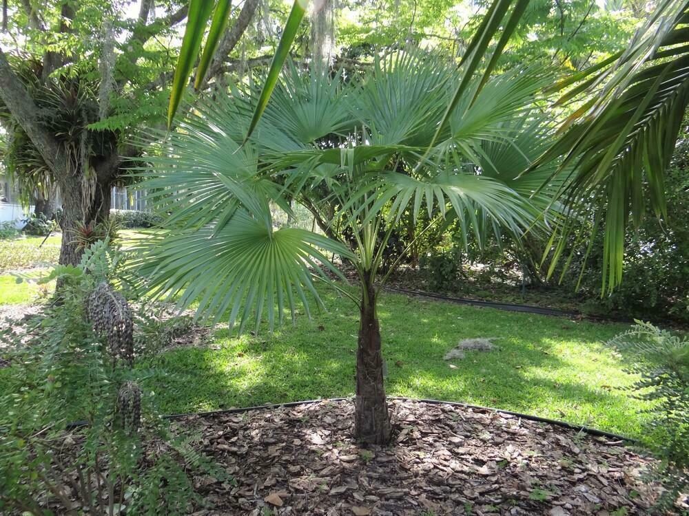 Trachycarpus latisectus - Windamere Palm - Image 6