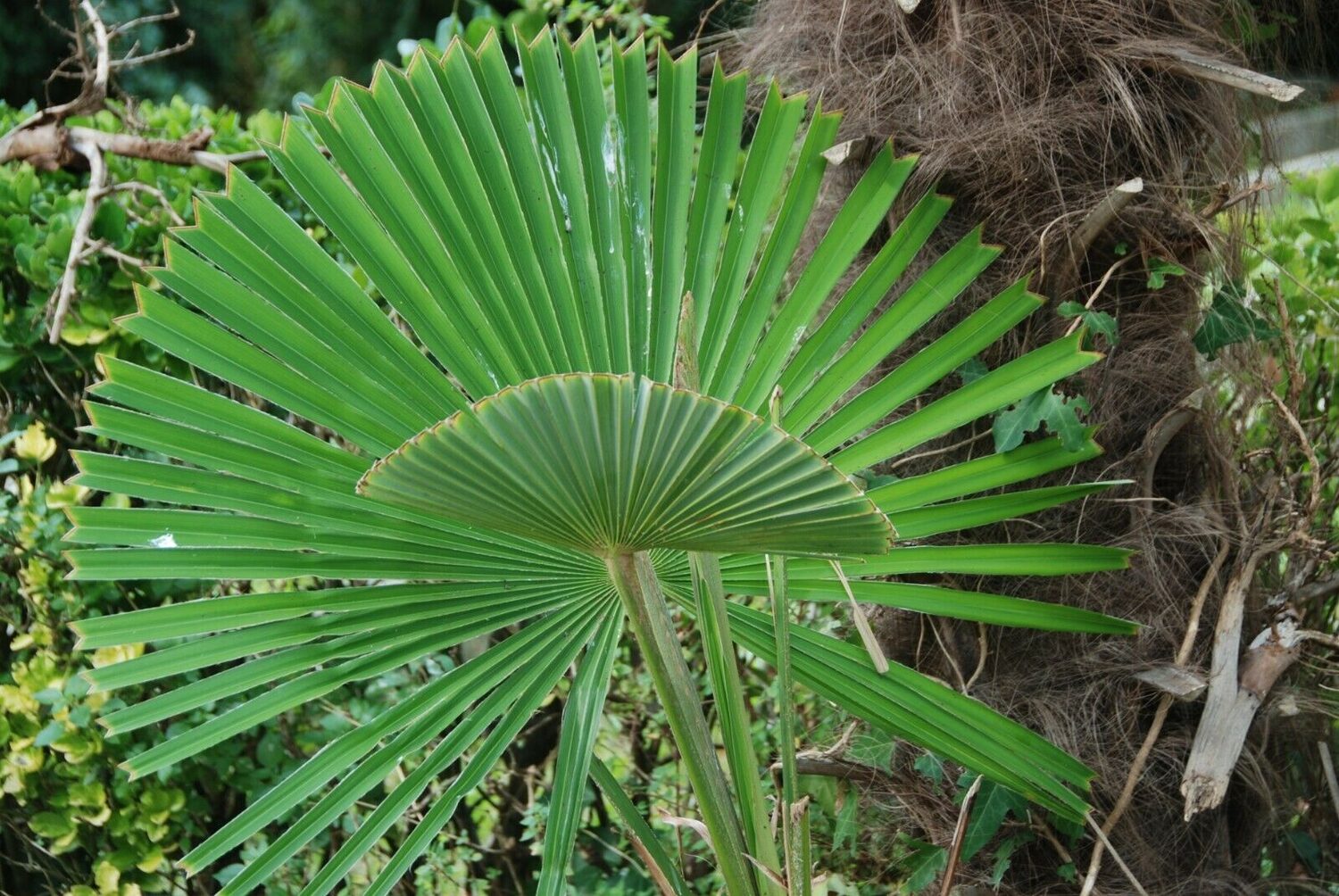 Trachycarpus latisectus - Windamere Palm - Image 8