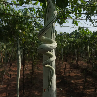 Trichosanthes cucumerina var. anguina - Snake Gourd, Serpent Gourd