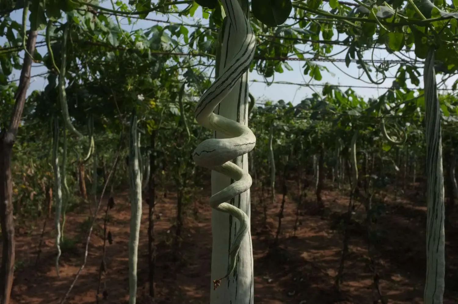 Trichosanthes cucumerina var. anguina - Snake Gourd, Serpent Gourd