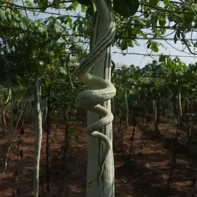 Trichosanthes cucumerina var. anguina - Snake Gourd, Serpent Gourd