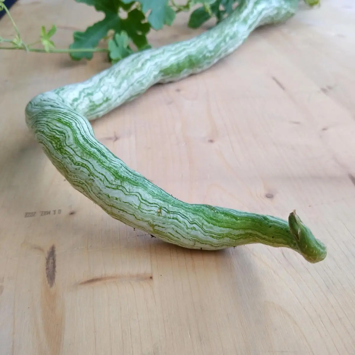 Trichosanthes cucumerina var. anguina - Snake Gourd, Serpent Gourd - Image 2