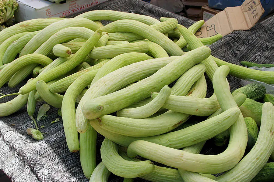 Trichosanthes cucumerina var. anguina - Snake Gourd, Serpent Gourd - Image 3