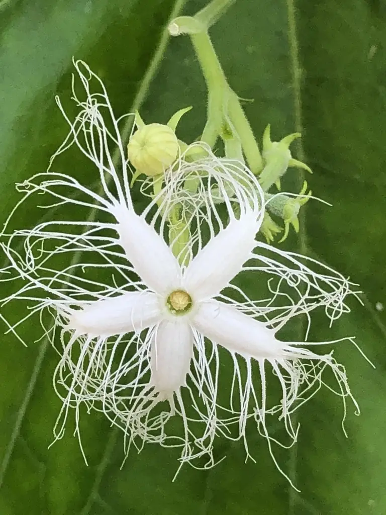 Trichosanthes cucumerina var. anguina - Snake Gourd, Serpent Gourd - Image 4