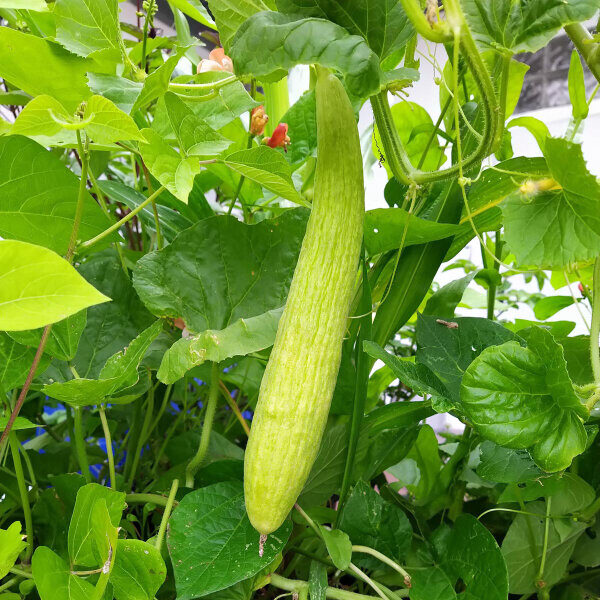 Trichosanthes cucumerina var. anguina - Snake Gourd, Serpent Gourd - Image 5