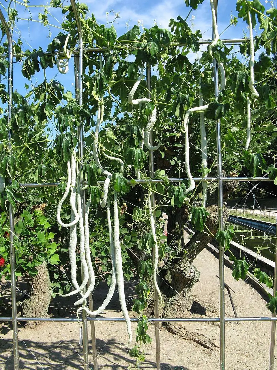 Trichosanthes cucumerina var. anguina - Snake Gourd, Serpent Gourd - Image 6