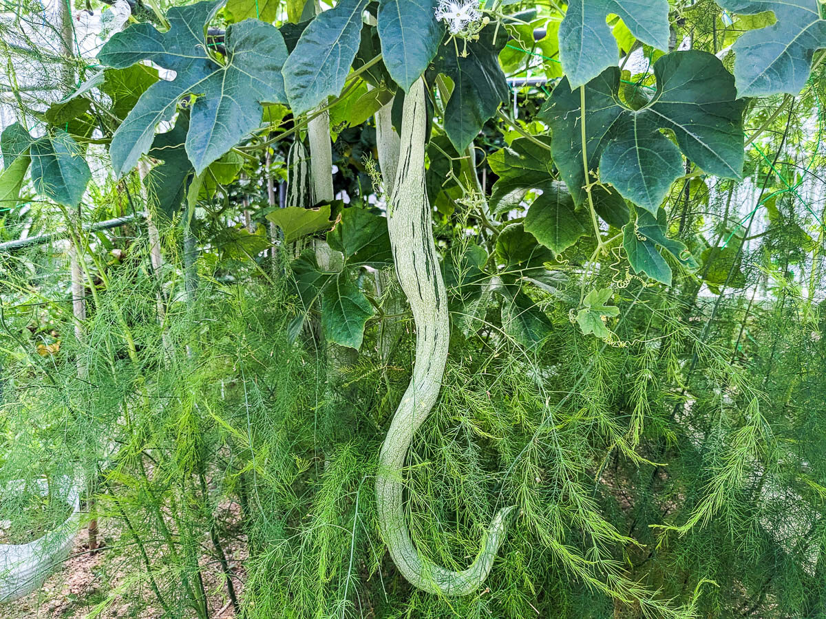 Trichosanthes cucumerina var. anguina - Snake Gourd, Serpent Gourd - Image 7