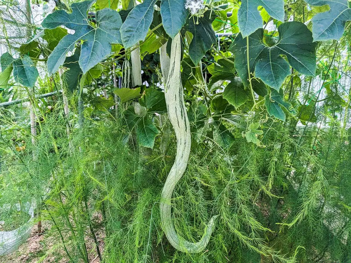 Trichosanthes cucumerina var. anguina - Snake Gourd, Serpent Gourd - Image 7