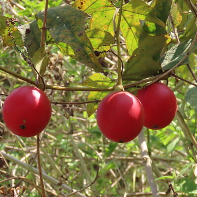 Trichosanthes tricuspidata - Bitter Snake Gourd, Redball Gourd, Red Indrayan