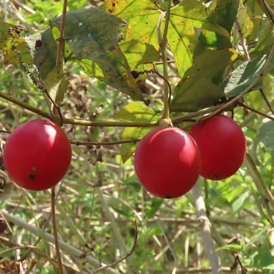 Trichosanthes tricuspidata - Bitter Snake Gourd, Redball Gourd, Red Indrayan