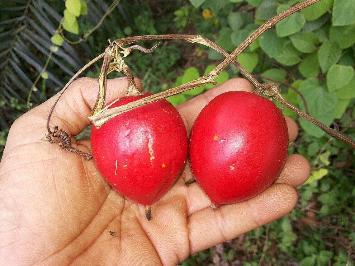 Trichosanthes tricuspidata - Bitter Snake Gourd, Redball Gourd, Red Indrayan - Image 2