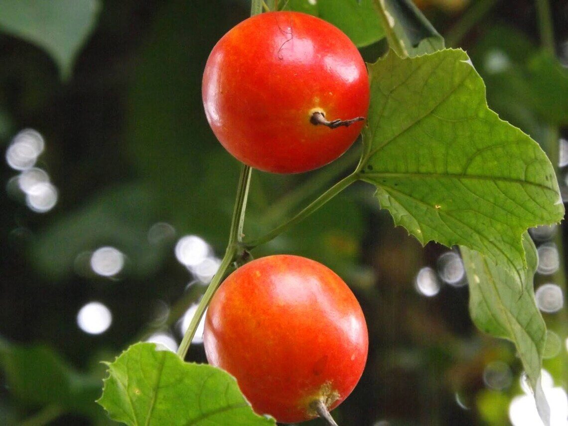 Trichosanthes tricuspidata - Bitter Snake Gourd, Redball Gourd, Red Indrayan - Image 3