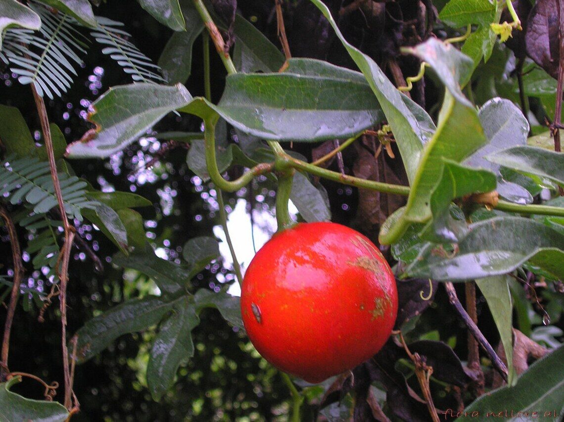 Trichosanthes tricuspidata - Bitter Snake Gourd, Redball Gourd, Red Indrayan - Image 4