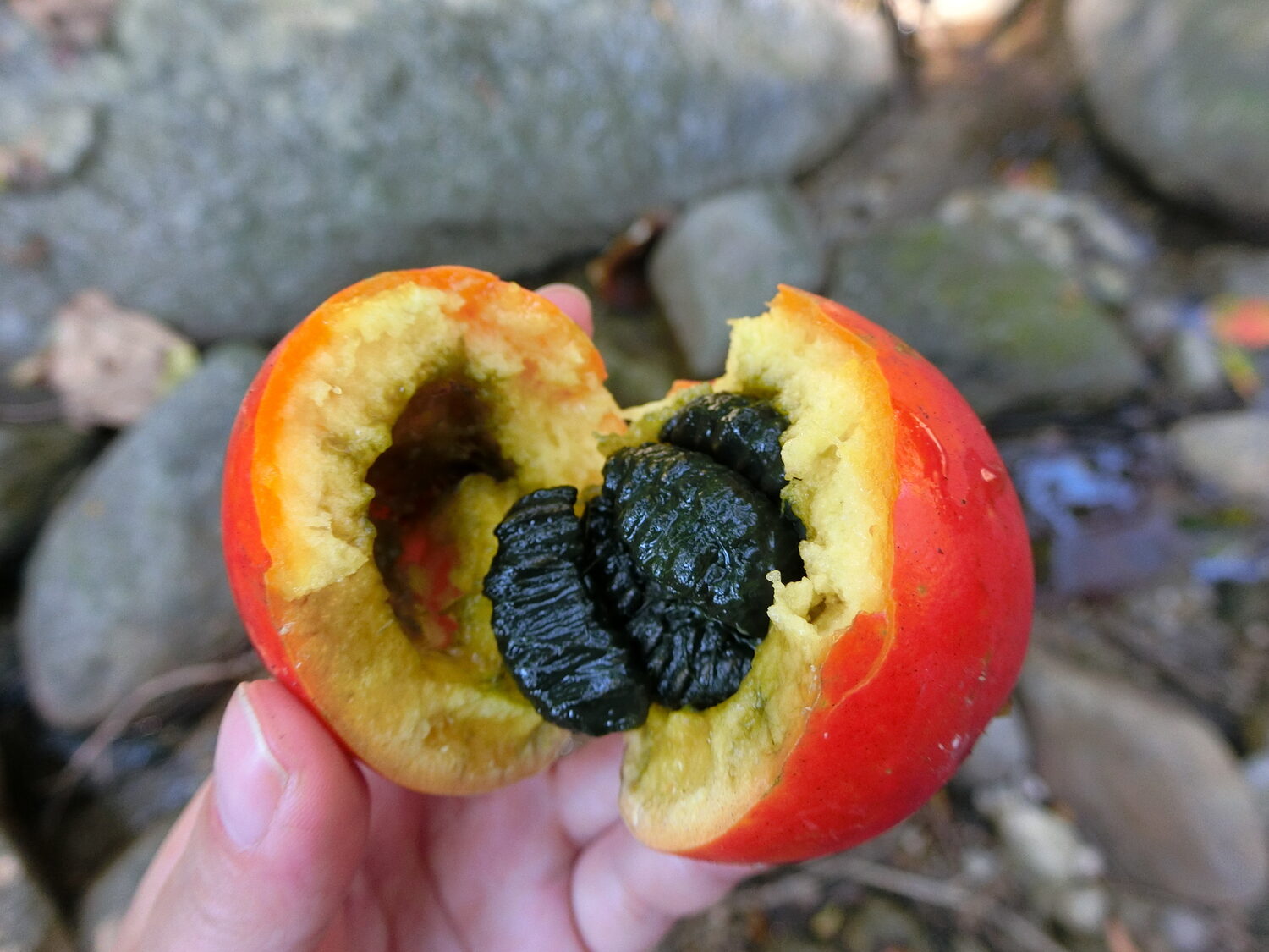 Trichosanthes tricuspidata - Bitter Snake Gourd, Redball Gourd, Red Indrayan - Image 5