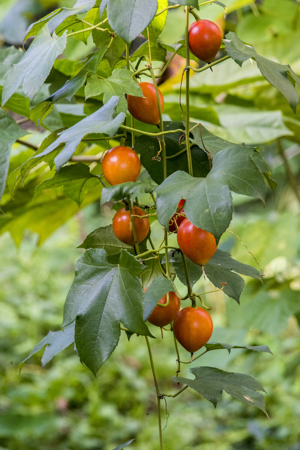Trichosanthes tricuspidata - Bitter Snake Gourd, Redball Gourd, Red Indrayan - Image 6