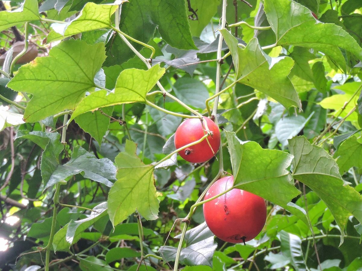 Trichosanthes tricuspidata - Bitter Snake Gourd, Redball Gourd, Red Indrayan - Image 8