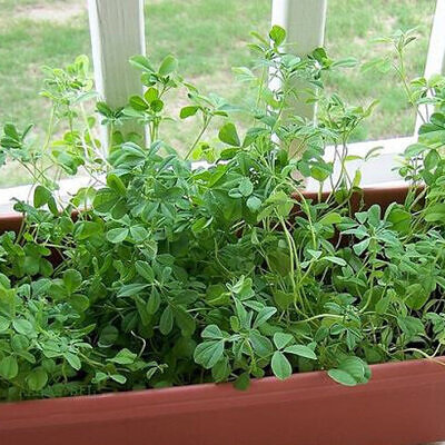 Trigonella foenum-graecum - Fenugreek, Knapsack
