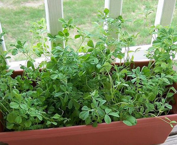 Trigonella foenum-graecum - Fenugreek, Knapsack