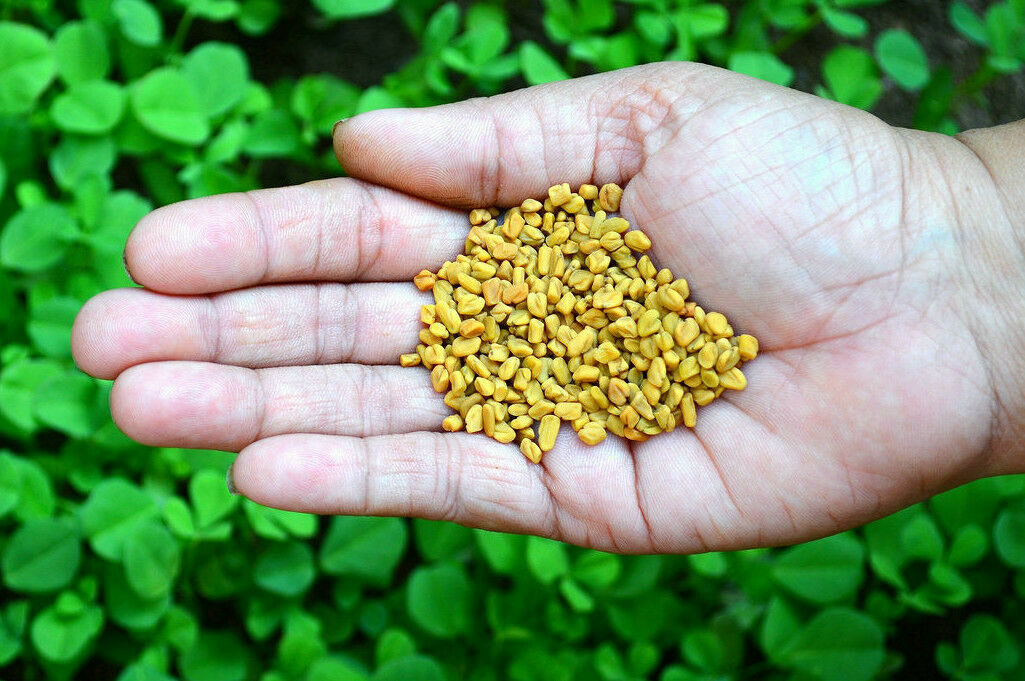 Trigonella foenum-graecum - Fenugreek, Knapsack - Image 3
