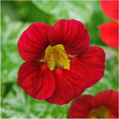 Tropaeolum majus Single Red -
