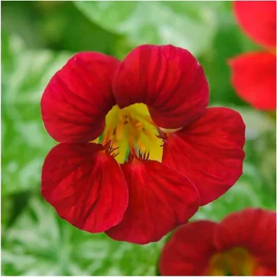 Tropaeolum majus Single Red -