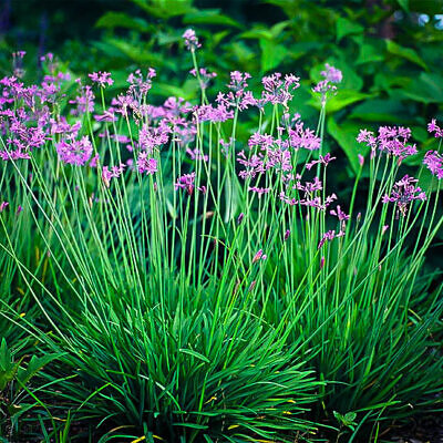Tulbaghia violacea - Society Garlic