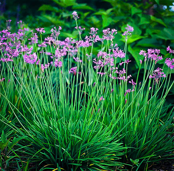 Tulbaghia violacea - Society Garlic