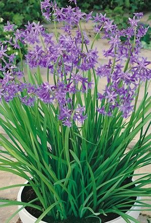 Tulbaghia violacea - Society Garlic - Image 3