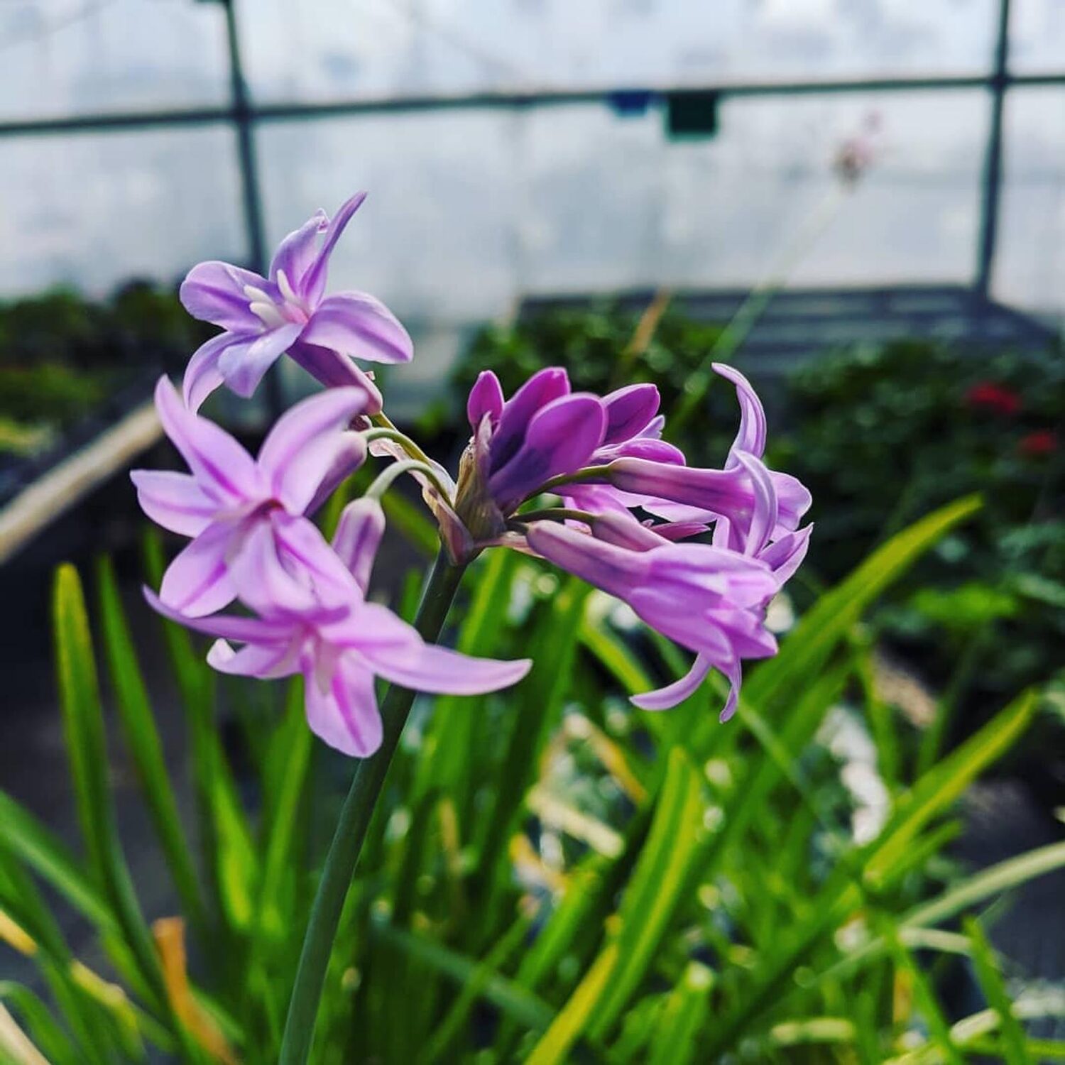 Tulbaghia violacea - Society Garlic - Image 6