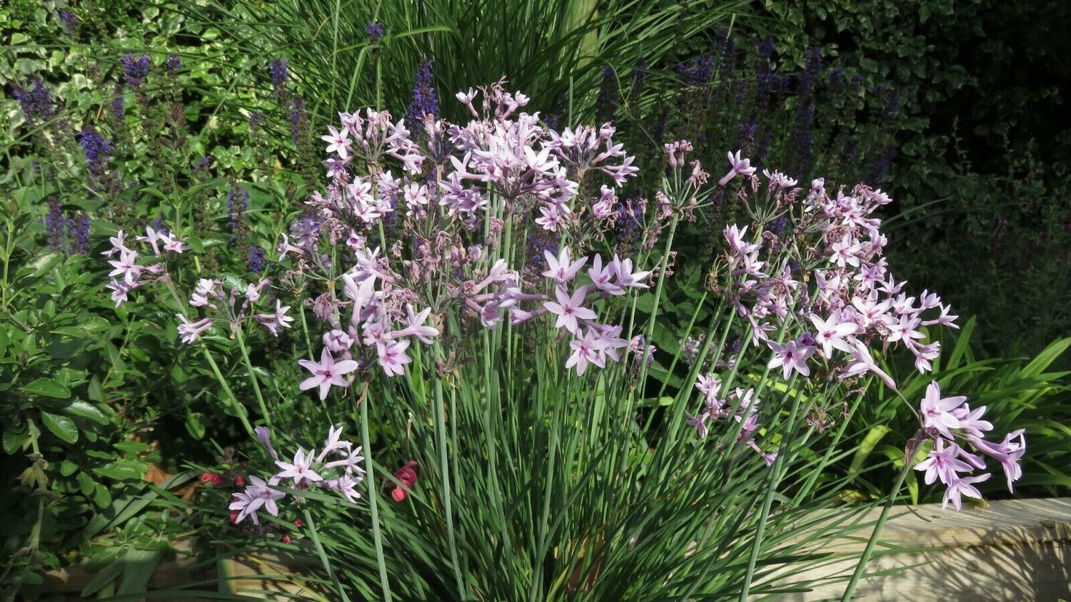 Tulbaghia violacea - Society Garlic - Image 8