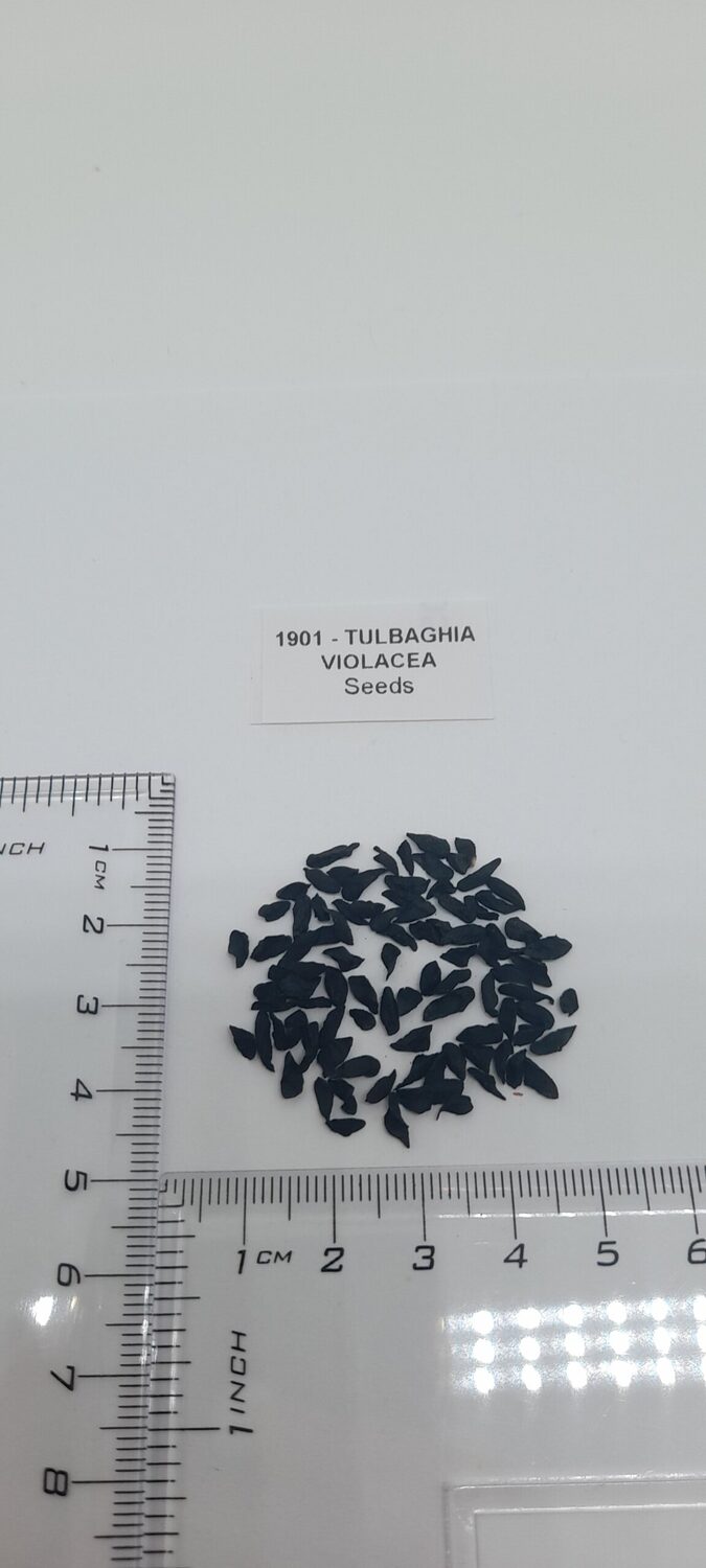 Tulbaghia violacea - Society Garlic - Image 9