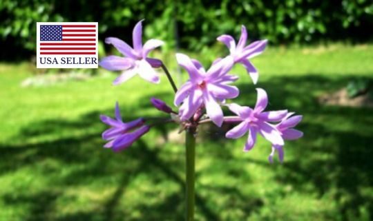 Tulbaghia violacea - Society Garlic - Image 10