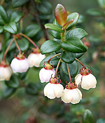 Ugni molinae - Murta, Murtilla, Chilean Guava, Strawberry Myrtle, Ugniberry, Tazziberry, Chilean Cranberry, Goiaba Chilena