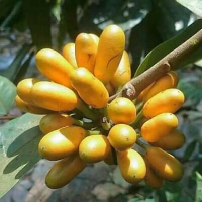 Uvaria littoralis - Uvaria Cordata, Uvaria Macrophylla