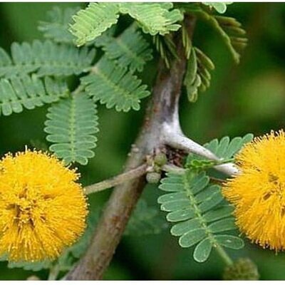 Vachellia farnesiana / Acacia farnesiana / Mimosa farnesiana - Sweet Acacia, Huisache, Needle Bush