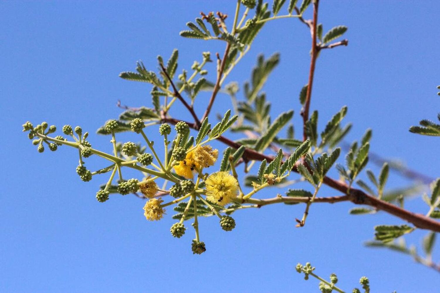 Vachellia farnesiana / Acacia farnesiana / Mimosa farnesiana - Sweet Acacia, Huisache, Needle Bush - Image 6
