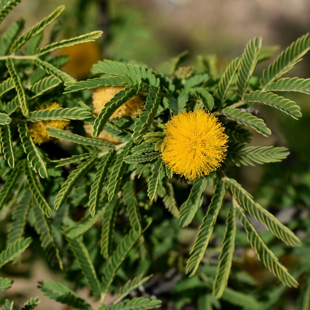 Vachellia farnesiana / Acacia farnesiana / Mimosa farnesiana - Sweet Acacia, Huisache, Needle Bush - Image 8