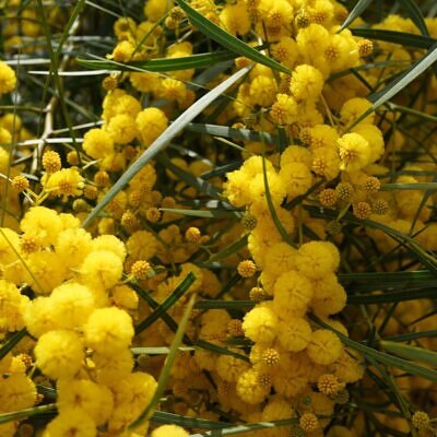Vachellia nilotica / Acacia nilotica - Gum Arabic Tree, Babul, Thorn Mimosa, Egyptian acacia or Thorny acacia
