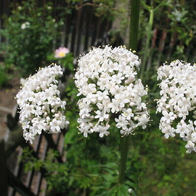 Valeriana officinalis - Saint jorge herb, valerian