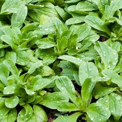 Valerianella locusta cv. Coquille de louviers - Lambs lettuce, ground lettuce, rabbit lettuce, canonigo