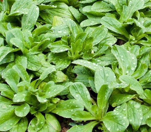 Valerianella locusta cv. Coquille de louviers - Lambs lettuce, ground lettuce, rabbit lettuce, canonigo