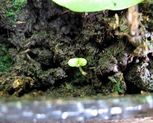 Valerianella locusta cv. Coquille de louviers - Lambs lettuce, ground lettuce, rabbit lettuce, canonigo - Image 2